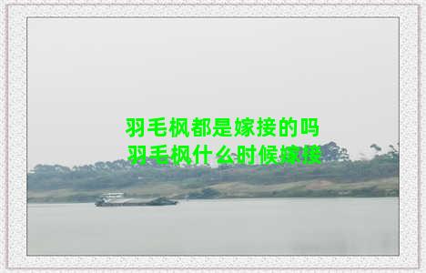 羽毛枫都是嫁接的吗 羽毛枫什么时候嫁接